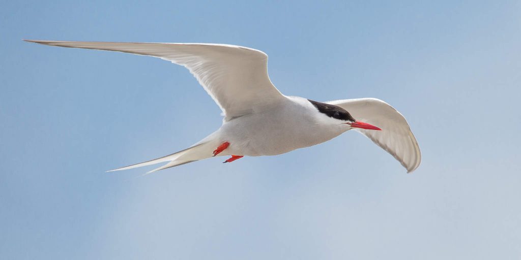 Arctic tern (0765)