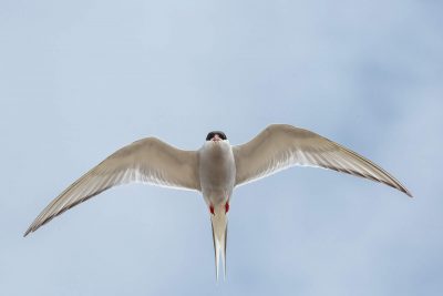 Arctic tern (1096)