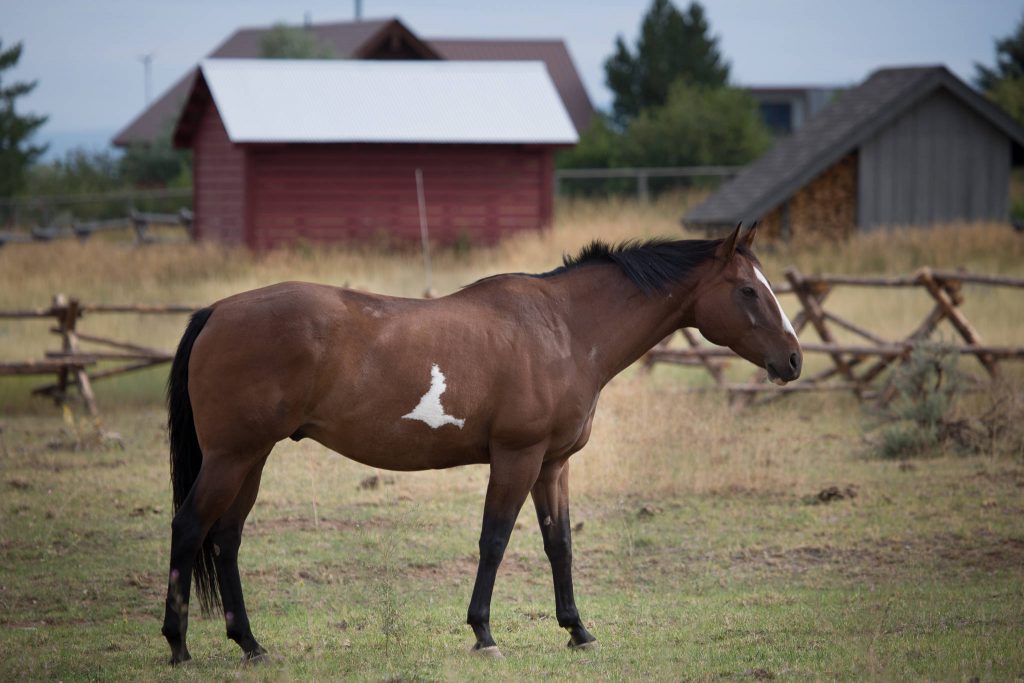 Pferd im Teton Valley (0669)
