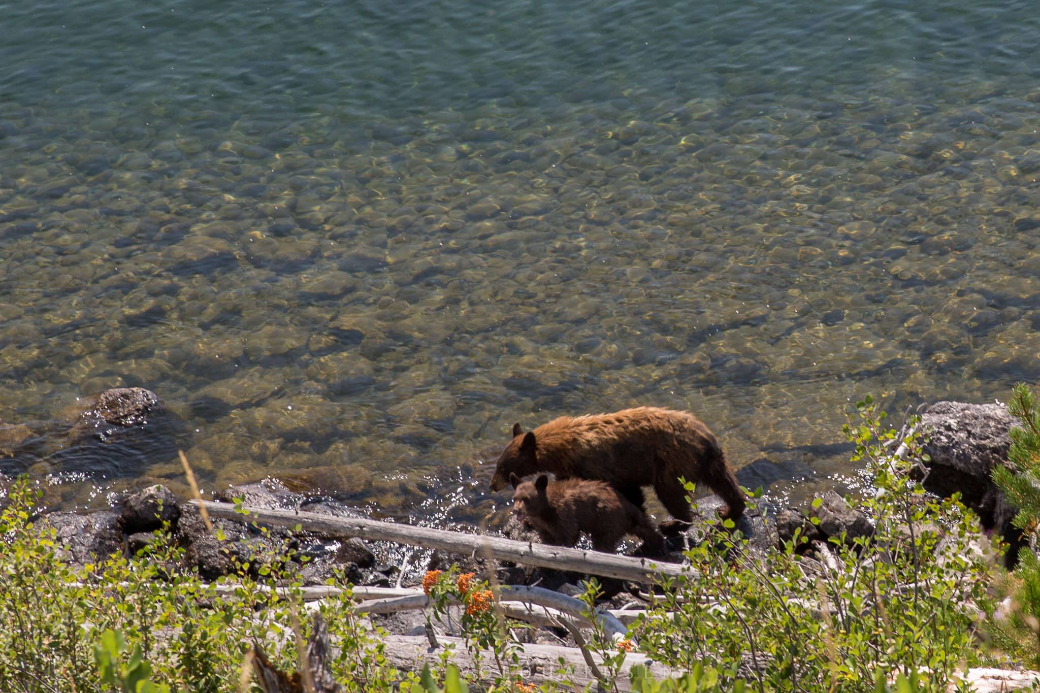 Grand Teton Nationalpark - Bärenfamilie im Jenny Lake (1081)