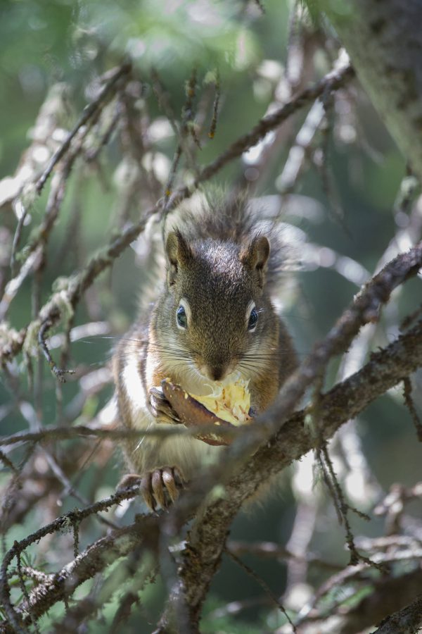 Grand Teton National Park - Eating Squirrel (1280)