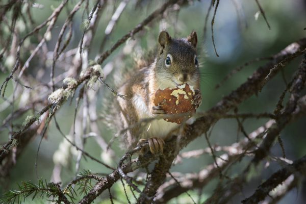Grand Teton National Park - Eating Squirrel (1294)