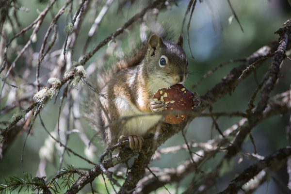 Grand Teton National Park - Eating squirrel (1303)