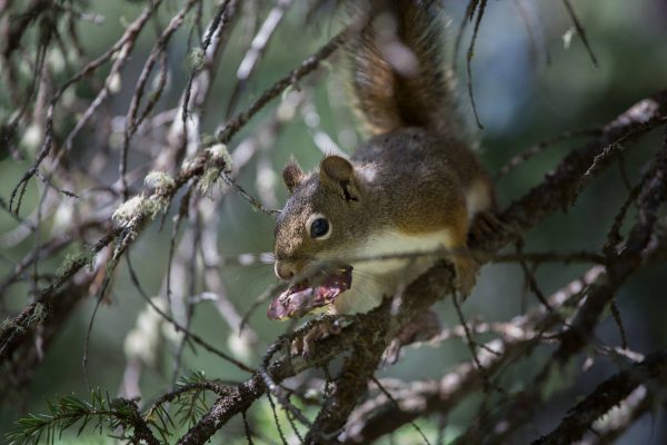 Grand Teton National Park - Eating squirrel (1305)