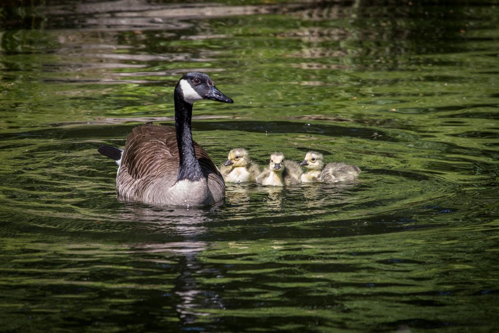 Goose with chicks