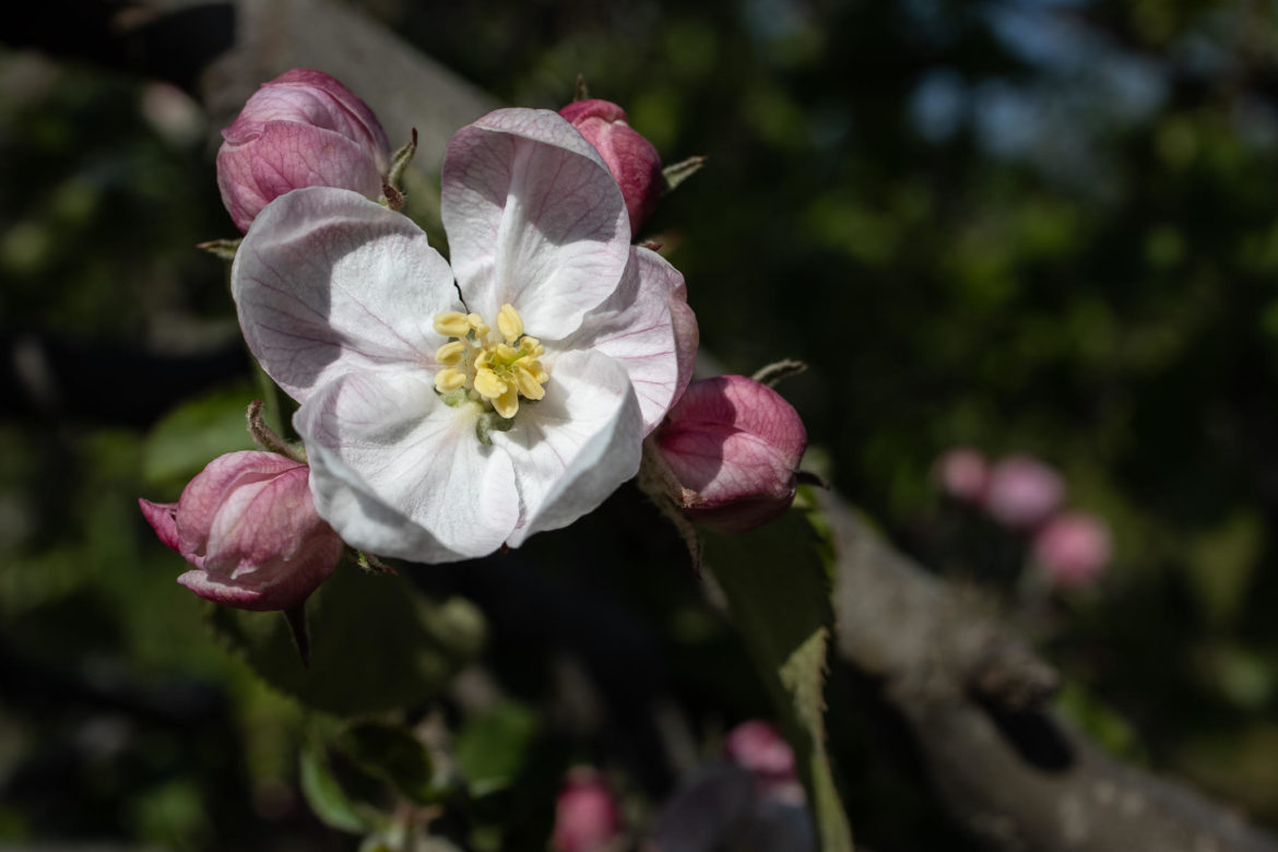Altes Land - Apfelblüten (0044)