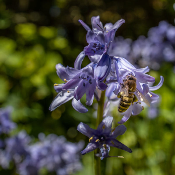 Bee sucking nectar (0025)