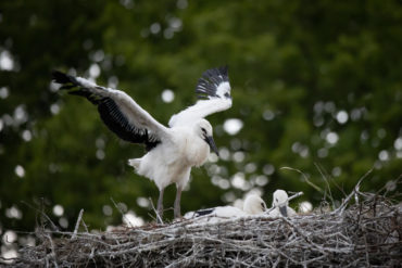 When I grow up, I’m gonna be a rattling stork