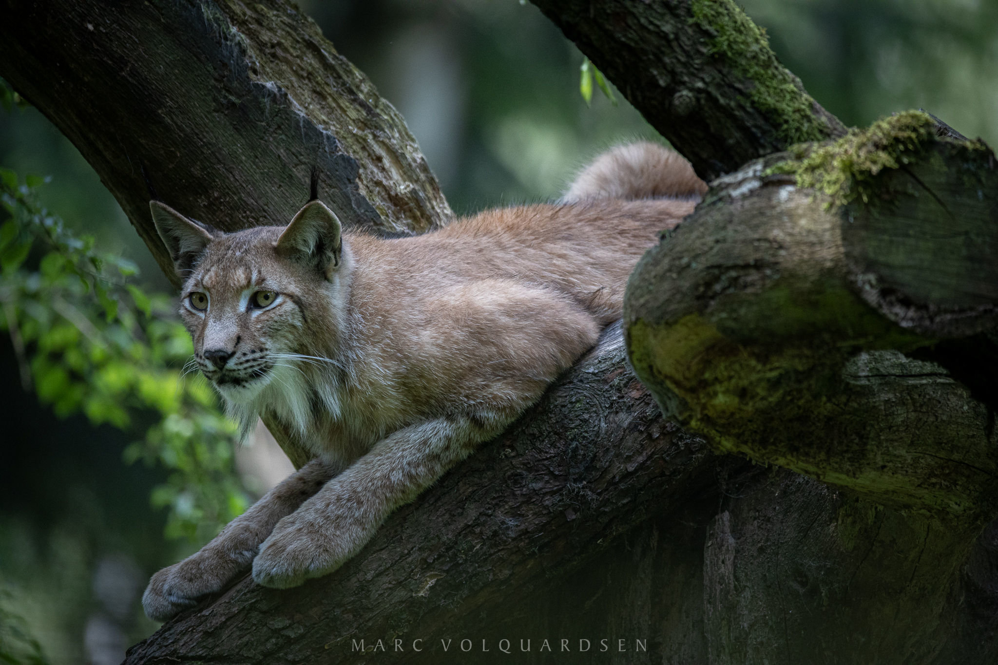 Wildlife Park Schwarze Berge - Lynx Finn (0912)