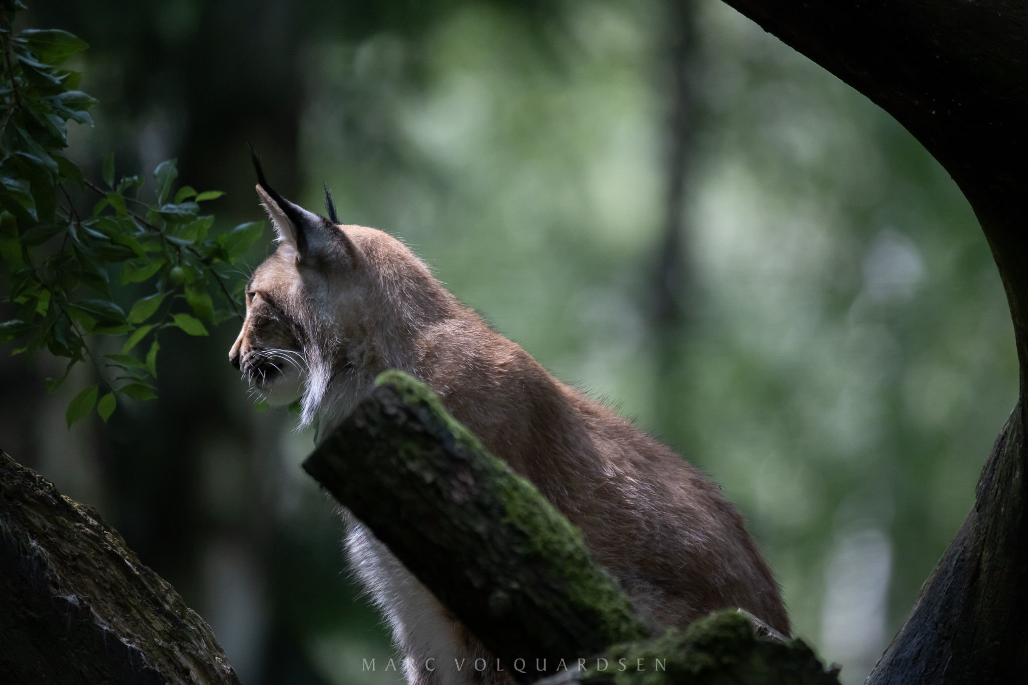Wildlife Park Schwarze Berge - Lynx Finn (0965)