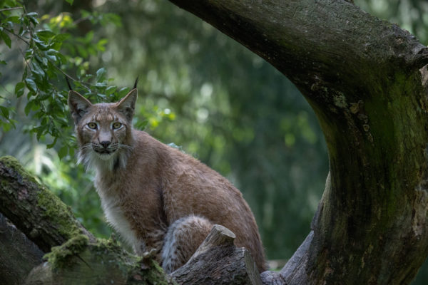 Wildlife Park Schwarze Berge - Lynx Finn (0975)