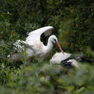 Storks in the nest (0127)