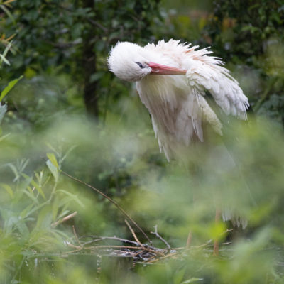 Stork during feather care (0182)