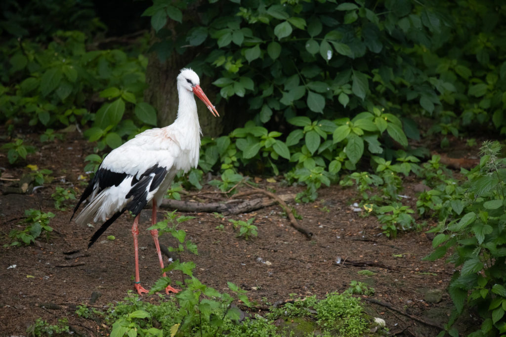Stork with broken beak (0212)