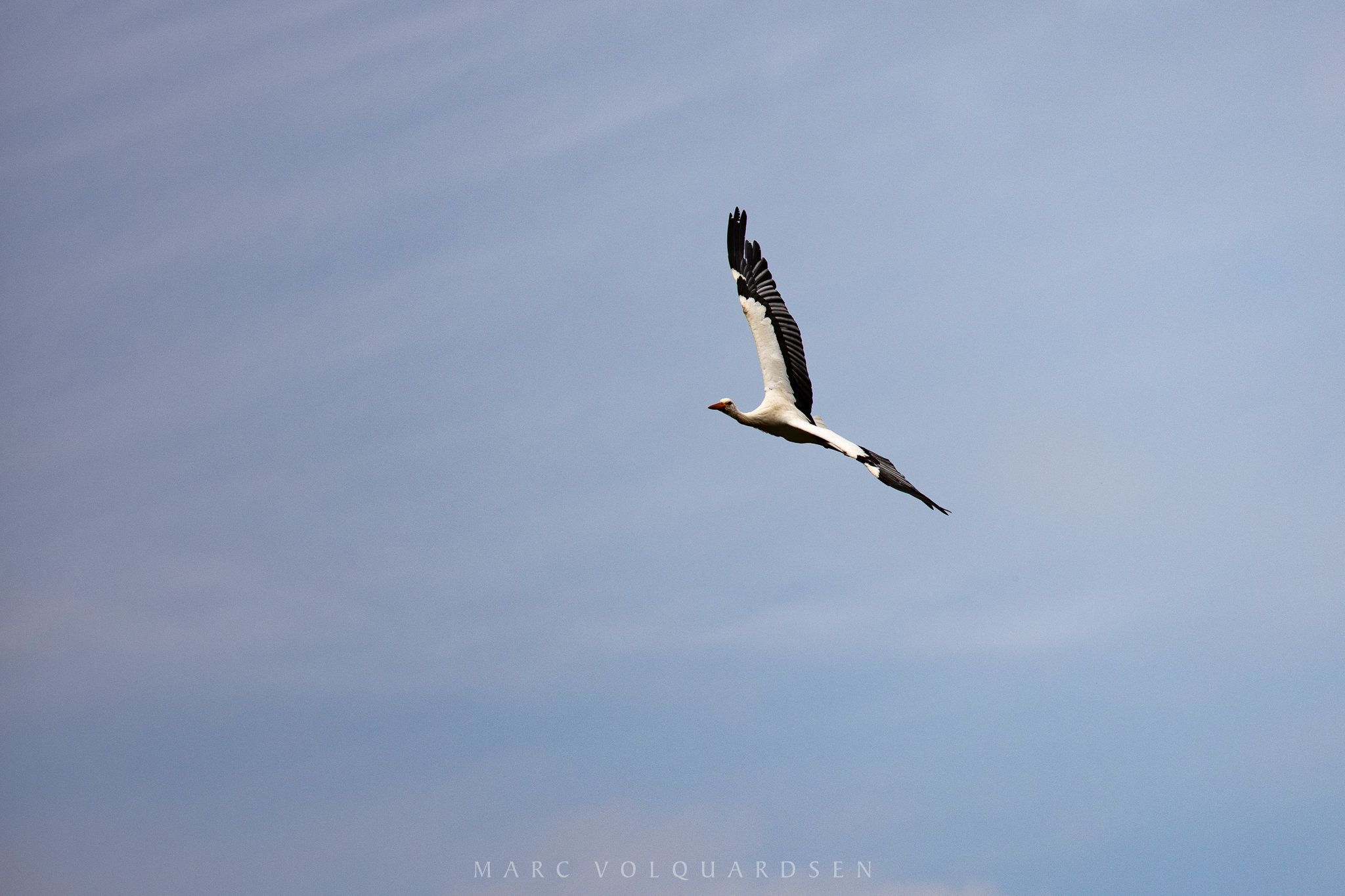Stork in flight (0771)