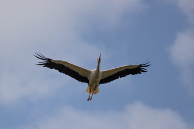 Storch im Flug (0783)