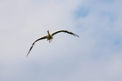 Stork approaching (0828)