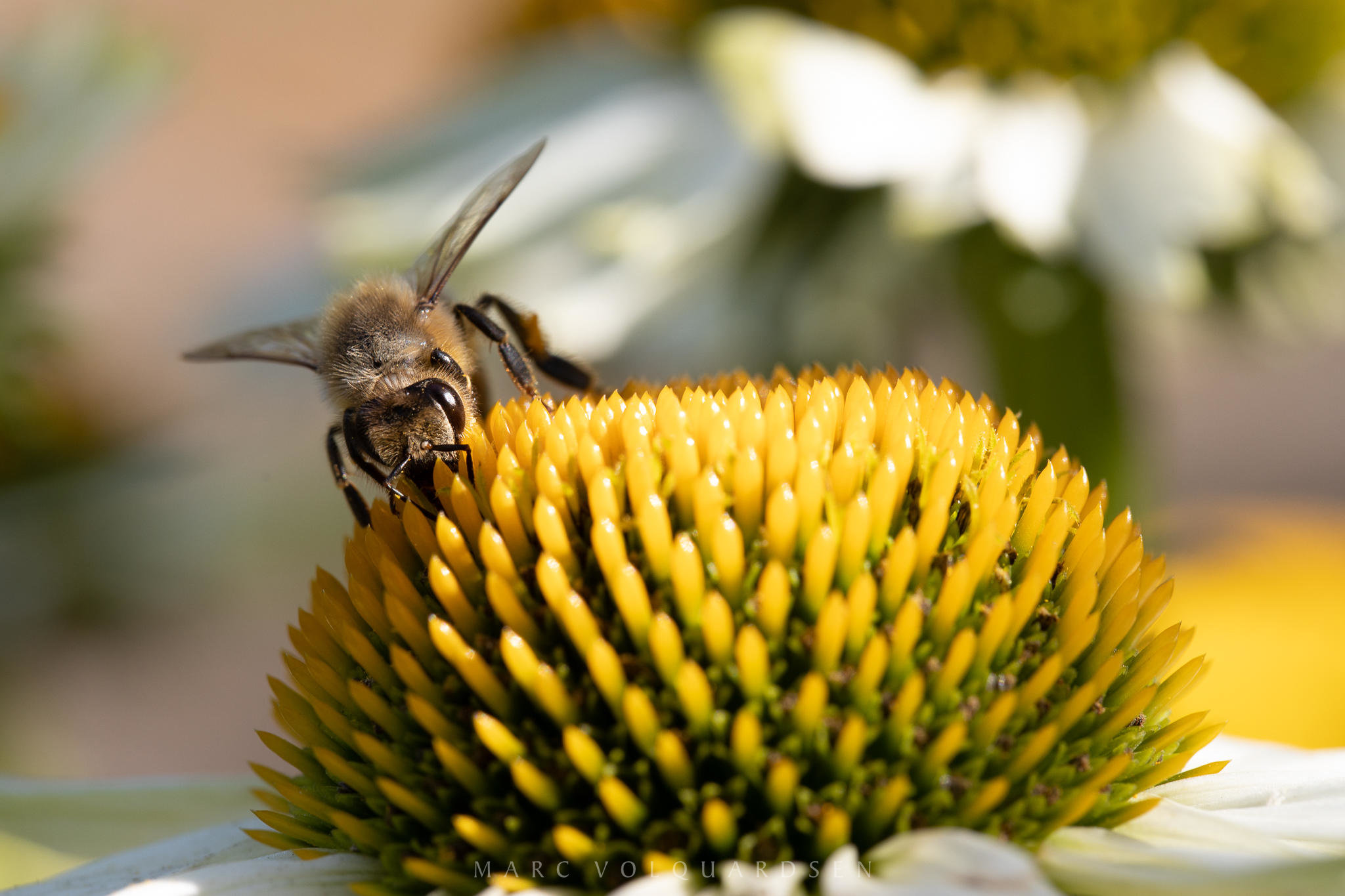 Bee on a yellow/white coneflower (0020)