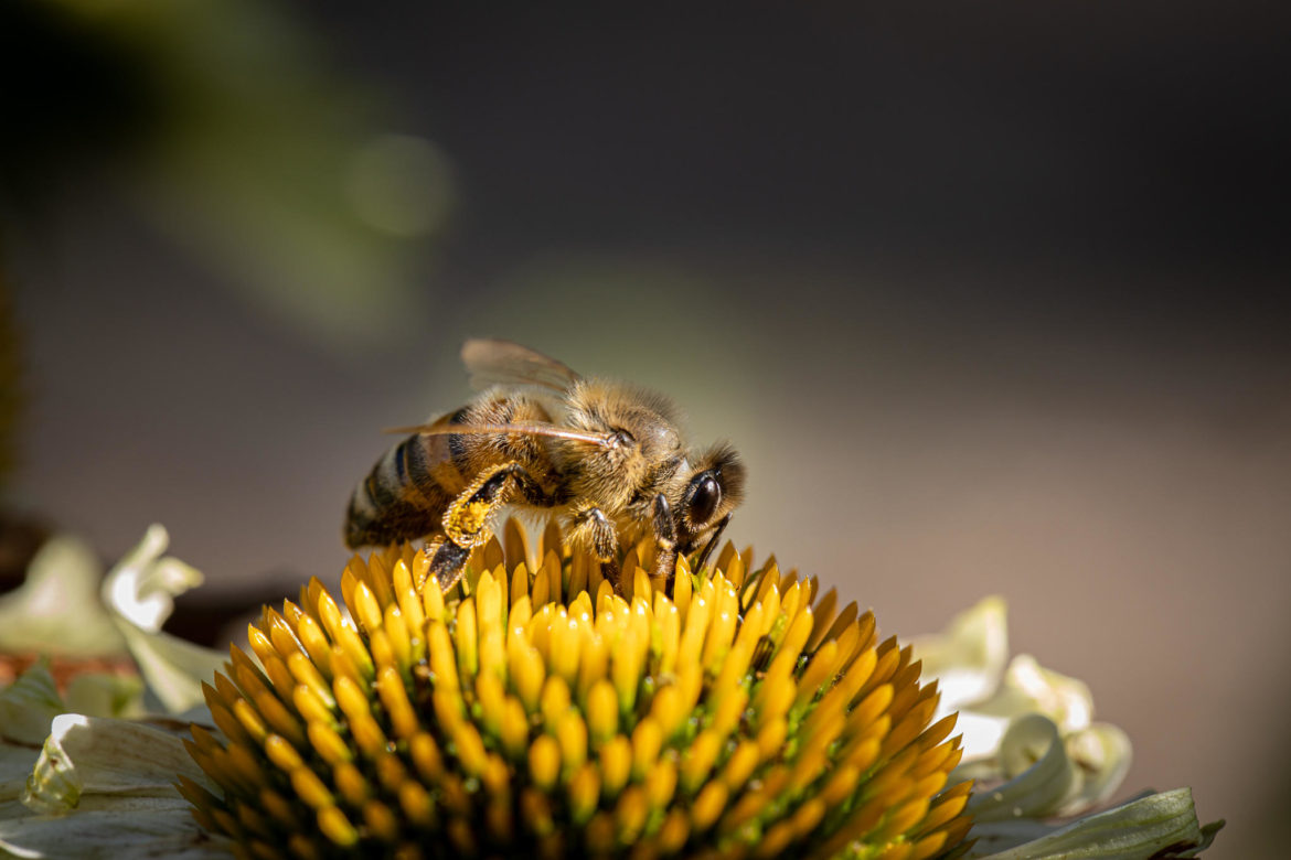 Biene auf einem gelb/weißen Sonnenhut (0033)