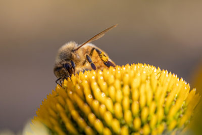 Biene auf einem gelb/weißen Sonnenhut (0078)