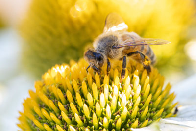 Biene auf einem gelb/weißen Sonnenhut (0143)