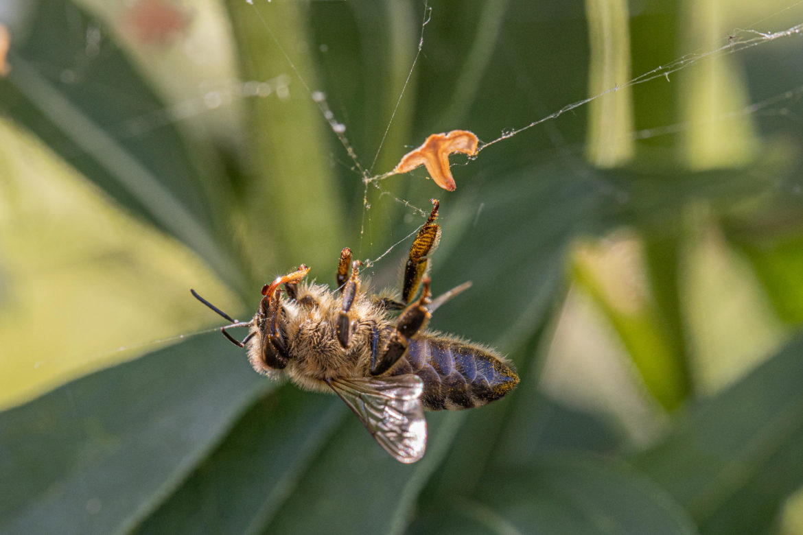 Biene im Spinnennetz