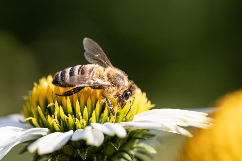 Biene auf einem gelb/weißen Sonnenhut (0639)