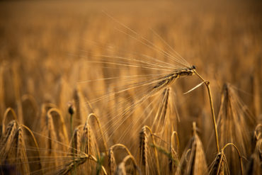 Grain in warm evening light