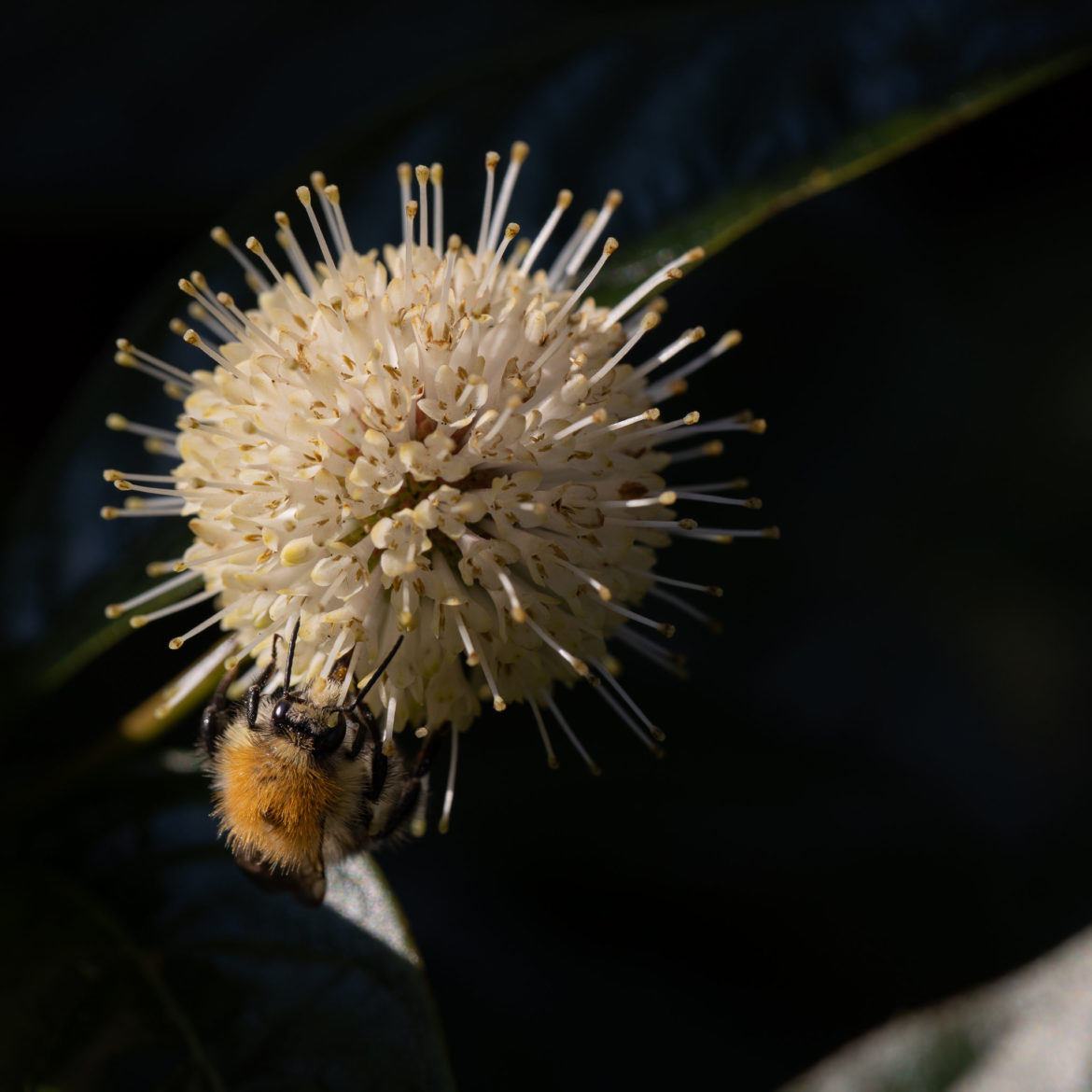 Knopfbusch mit Biene (0013)