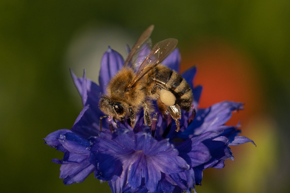 Kornblume mit Biene (0067)