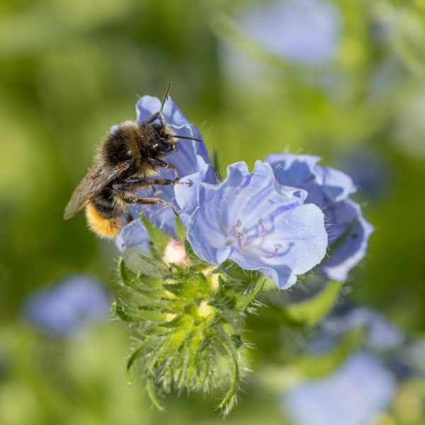 Viper's bugloss with bee (0013)