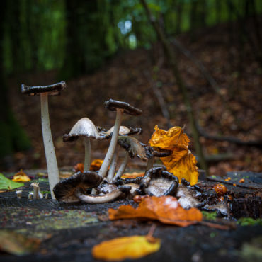 Mushrooms in Eissendorf Forest
