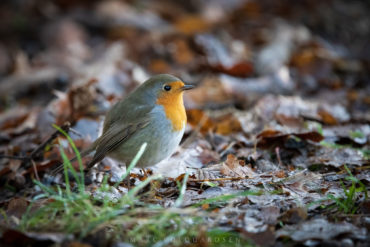 Robin searching for food