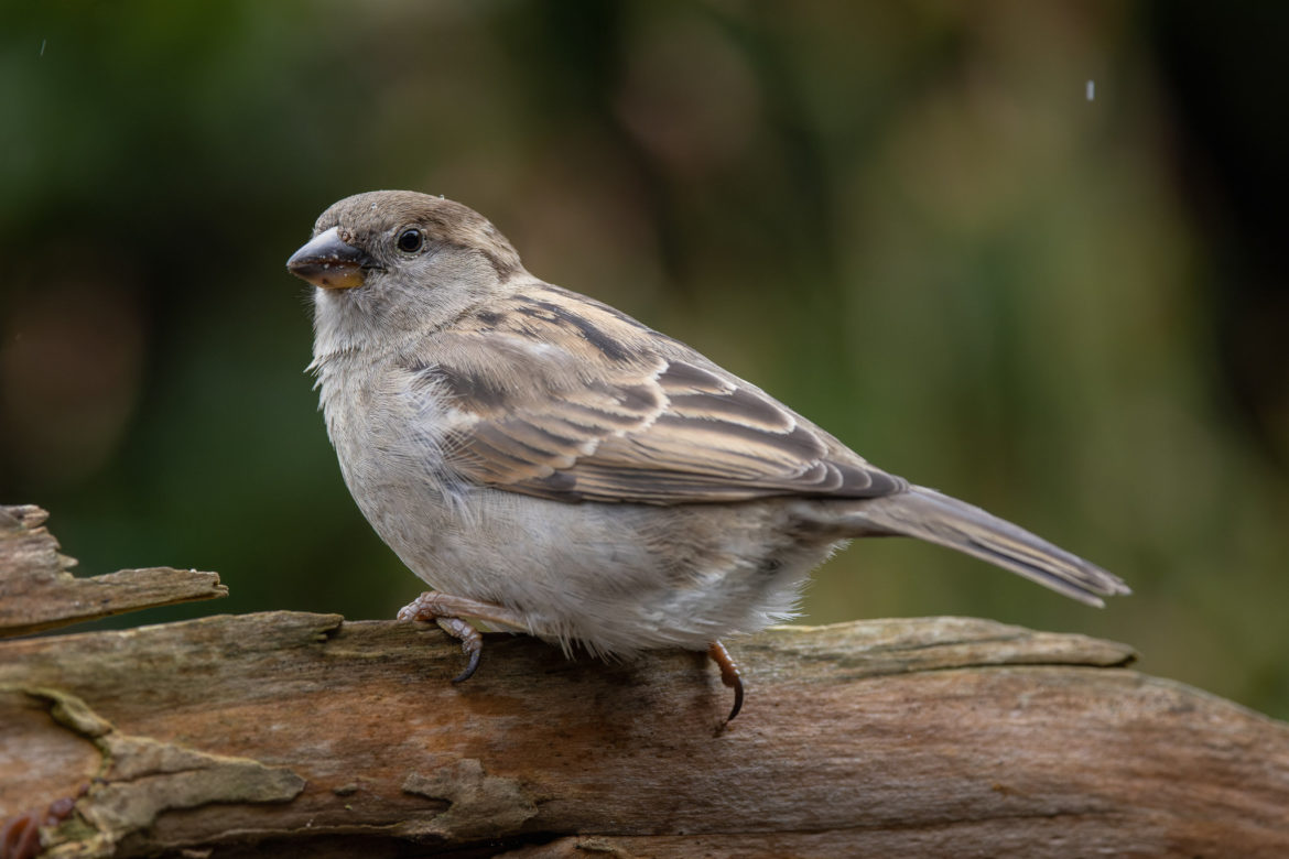 Female House sparrow (0012)
