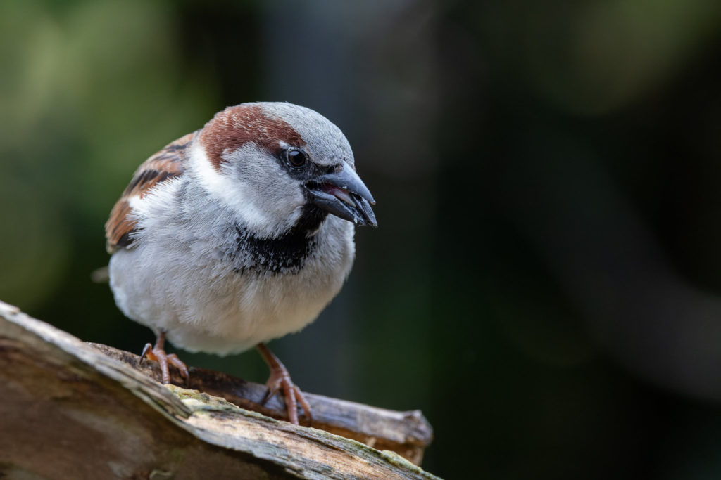 Male House Sparrow (0020)