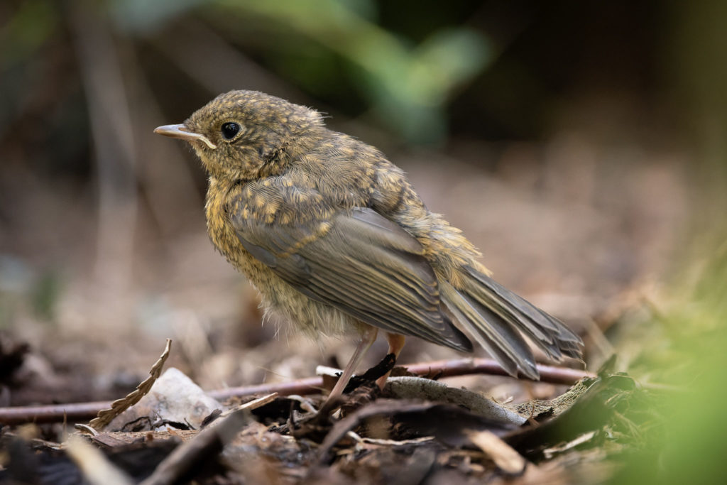 Young Robin (0016)