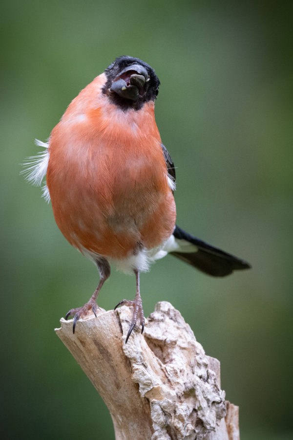 Male Bullfinch (0005)