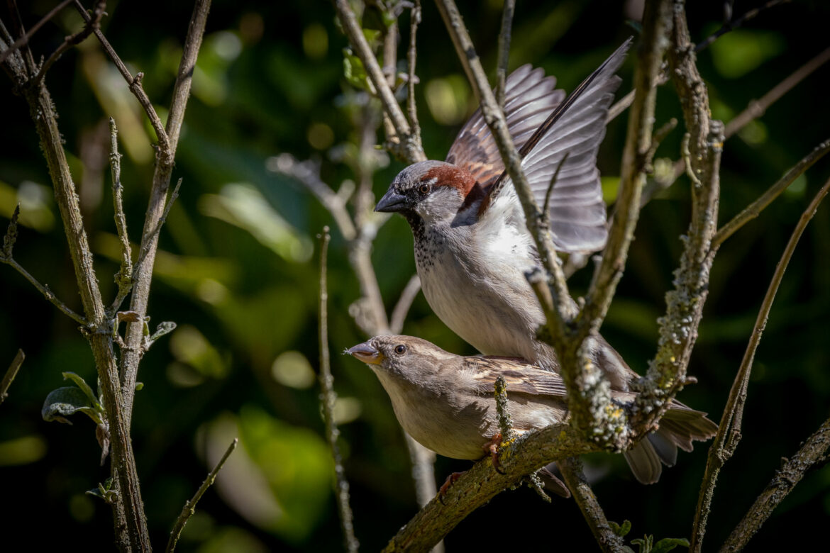 House sparrow pairing (0053)