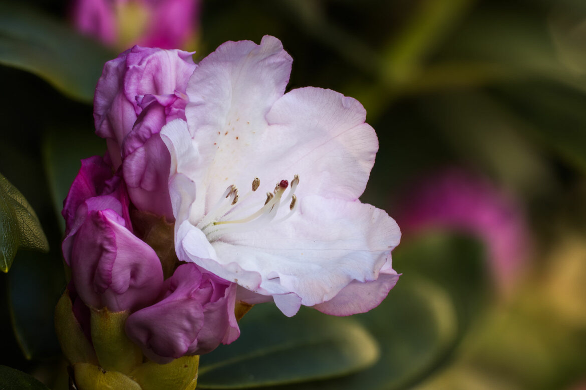 Rhododendron Blossom (0109-0144)
