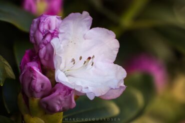 Rhododendron Blossom