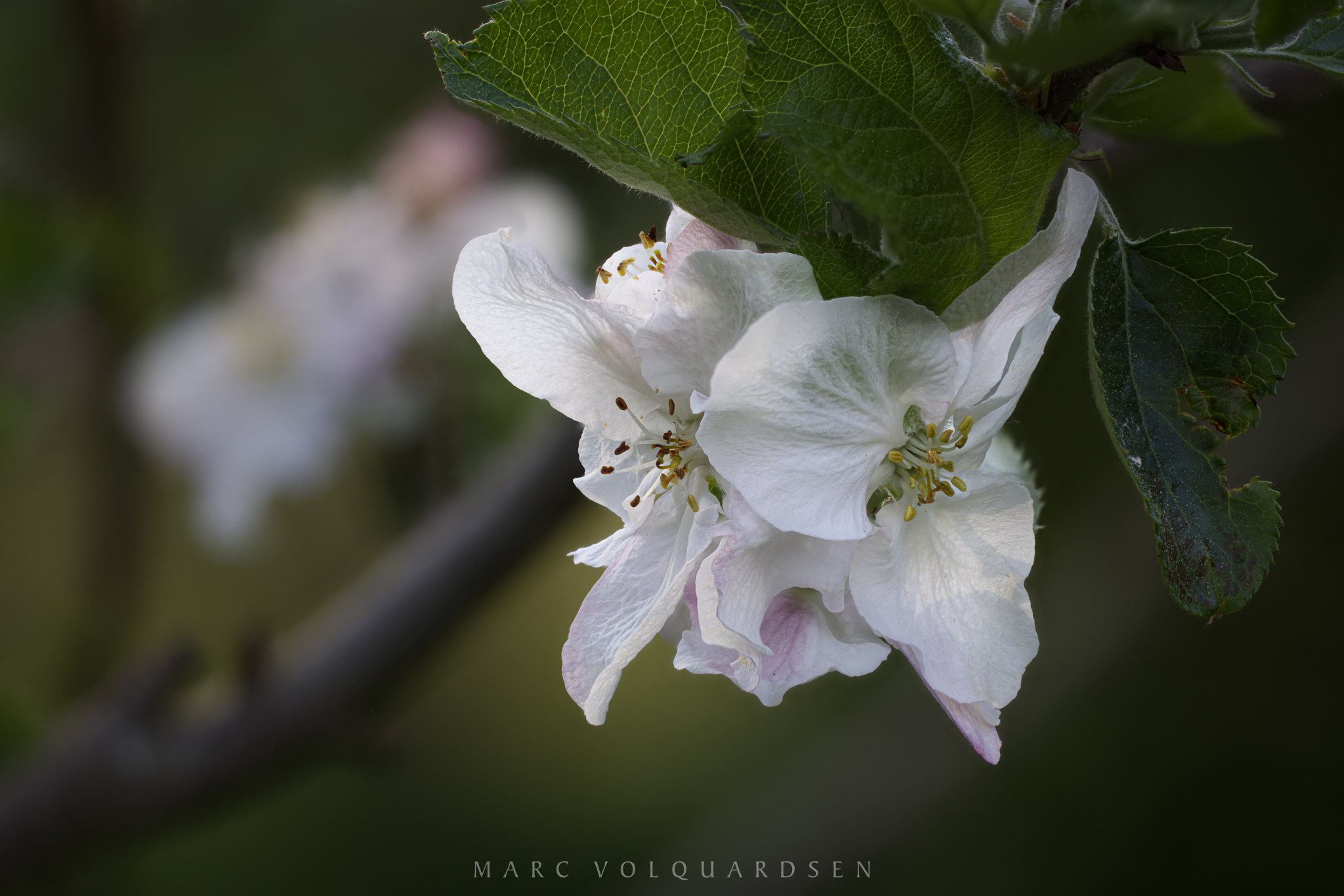 Fully bloomed apple blossoms (0121-0156)