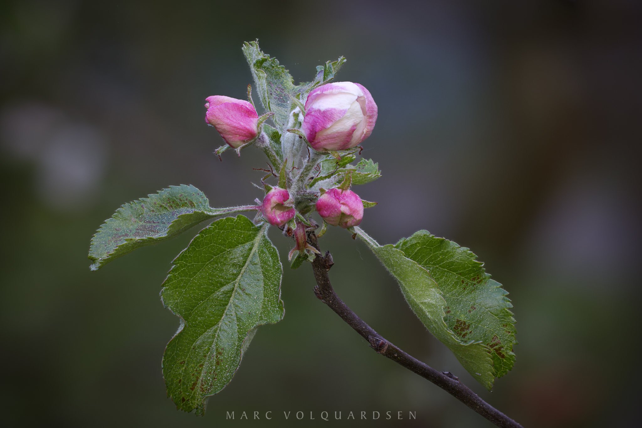 Aufblühende Apfelblüten (0551-0577)