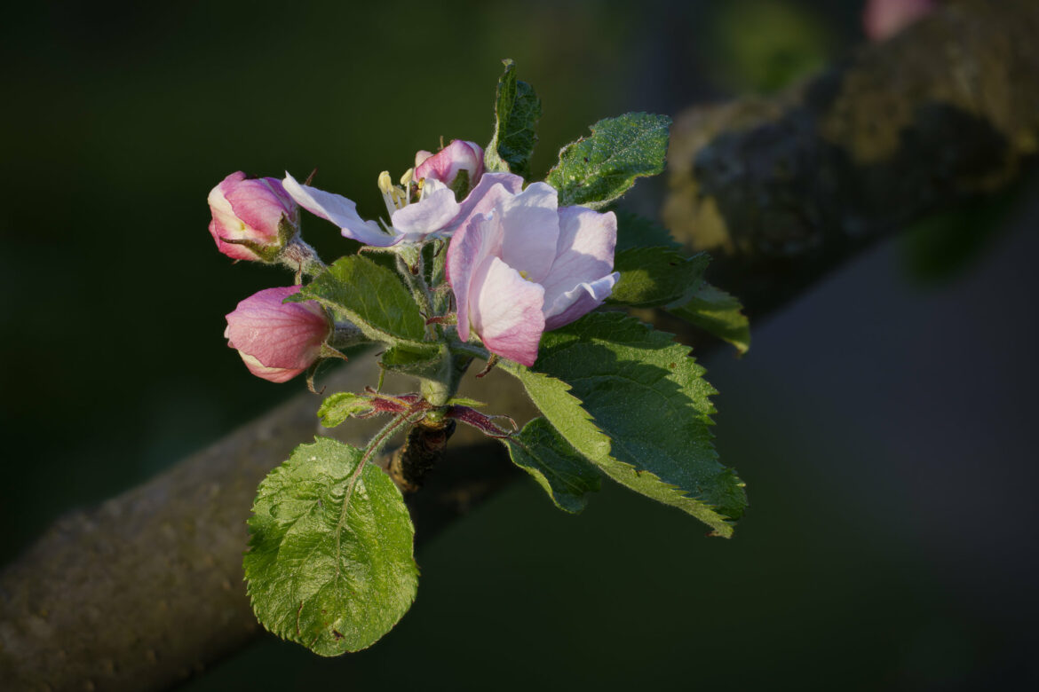 Apple blossoms (0951-0975)