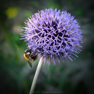 Spherical thistle (with wild bee)