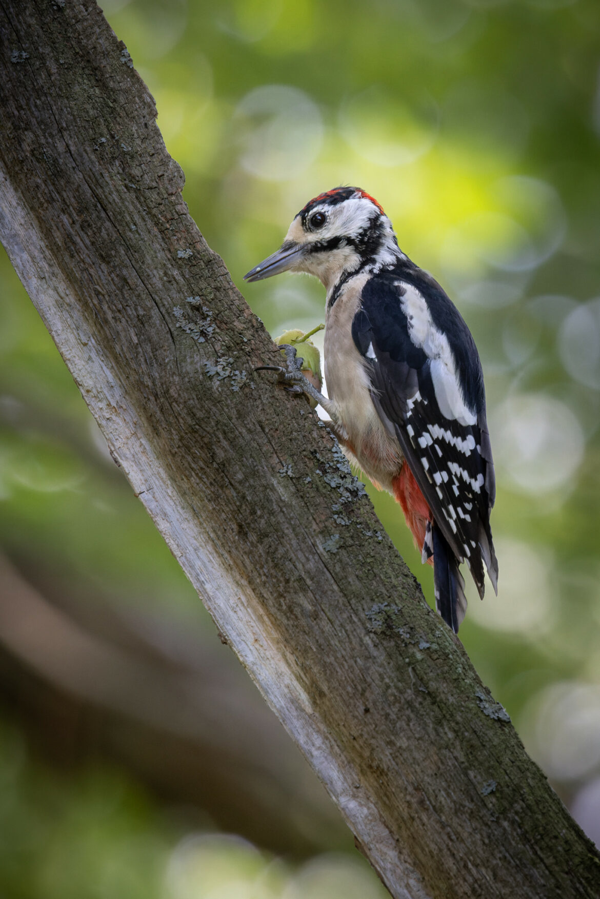 Great spotted woodpecker (0006)