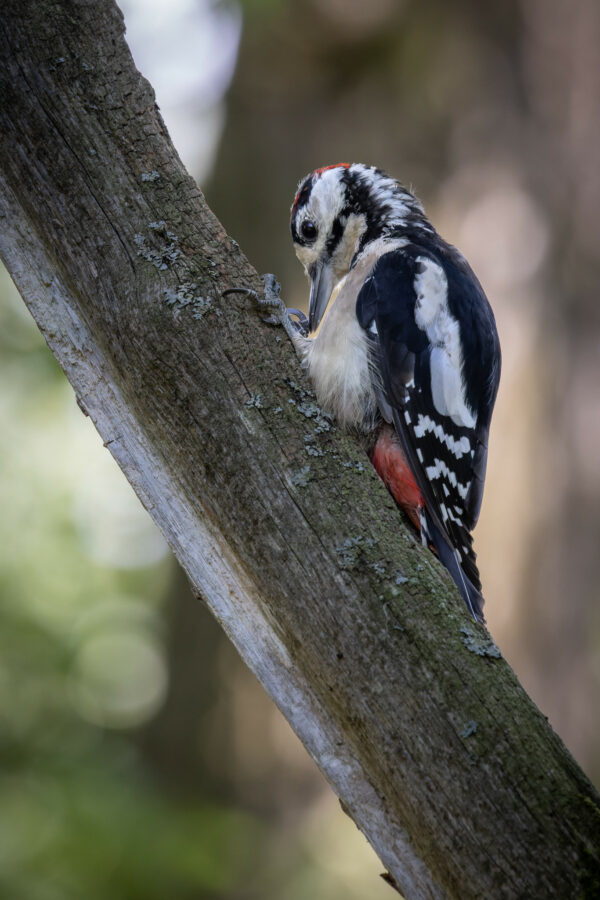 Great spotted woodpecker (0030)