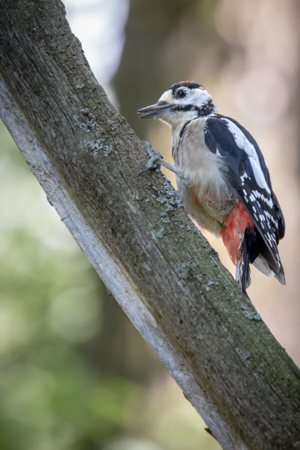 Great spotted woodpecker (0206)
