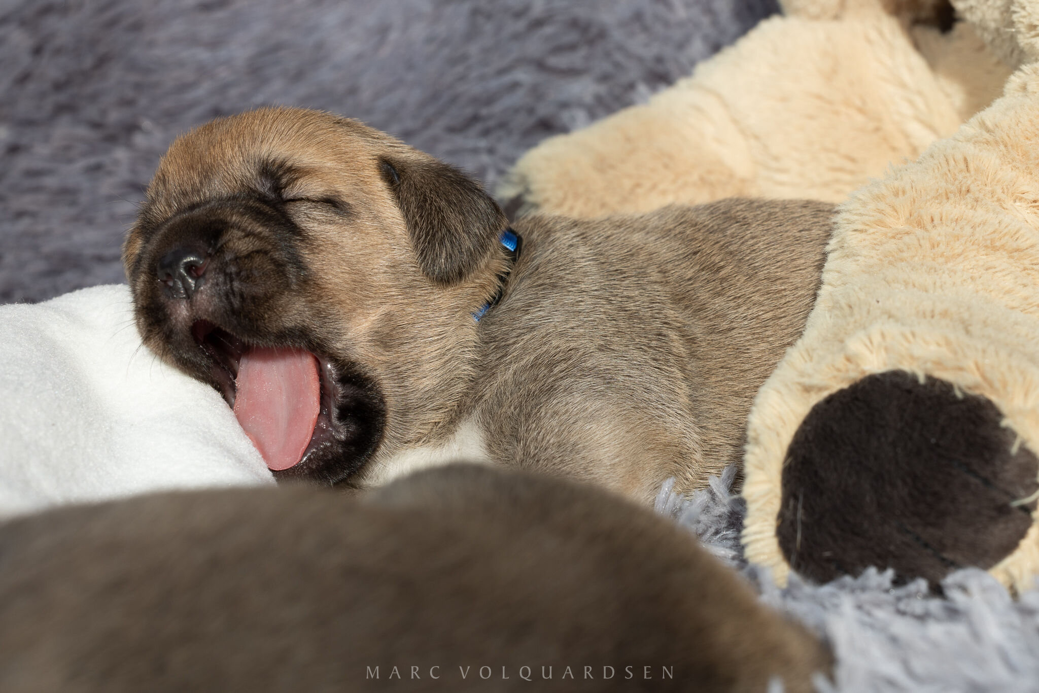 Tired Broholm puppy (0423)