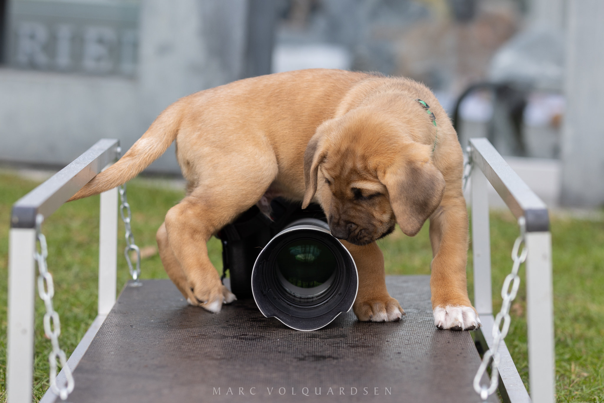 Cuno examining the lens (0344)