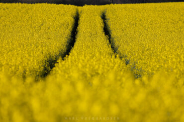 Traces in Rapeseed